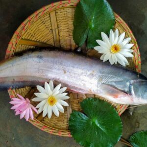 Fresh Fish fresh river boal fish (বোয়াল মাছ) 1.5kg to 5kg