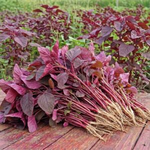 fresh red amaranth (lal shak) / তাজা লাল শাক – 1 bunch (approx. 250gm 300gm)