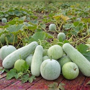 fresh ash gourd (wax gourd) / তাজা চালকুমড়া – 1pcs (approx. 1kg 1.5kg)