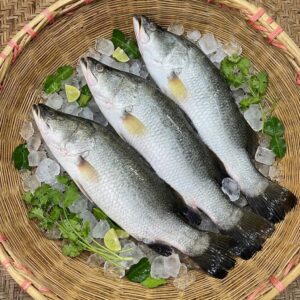 Fresh Fish fresh koral fish / sea bass (কোরাল মাছ) 1kg to 2.5kg