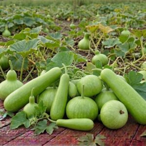 fresh bottle gourd / তাজা দেশি লাউ – 1pcs (approx. 1kg 1.5kg)