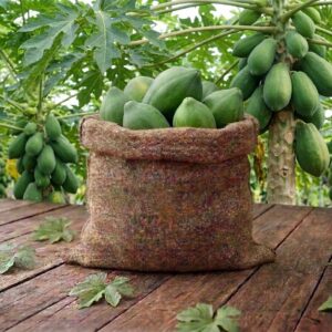 fresh green papaya / তাজা কাঁচা পেঁপে – 500gm to 1kg
