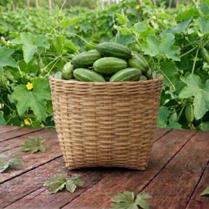 fresh pointed gourd / তাজা পটোল – 500gm to 1kg