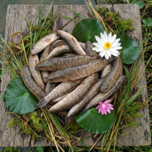 Fresh Fish fresh deshi taki fish (টাকি মাছ) 500gm to 1kg