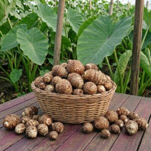 fresh taro root (kochur mukhi) / তাজা কচুর মুখী – 500gm to 1kg