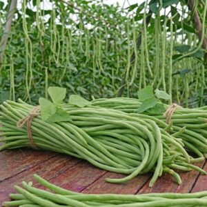 fresh yardlong beans (borboti) / তাজা বরবটি – 1 bunch (approx. 500gm 1kg)