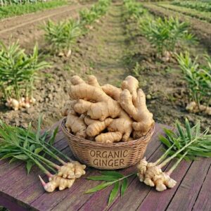 fresh organic ginger (ada) / তাজা অর্গানিক আদা – 1kg