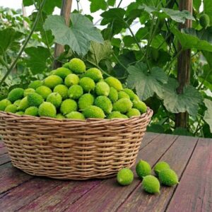 fresh spiny gourd (kakrol) / তাজা কাঁকড়োল – 500gm to 1kg