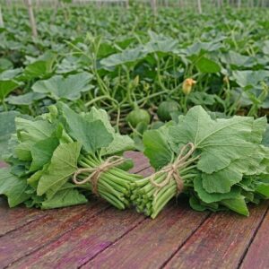 fresh pumpkin leaves (kumra shak) / তাজা কুমড়া শাক – 1 bunch (approx. 250gm 300gm)