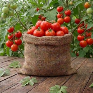 fresh tomato / তাজা টমেটো – 500gm to 1kg